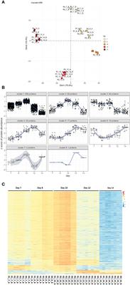 Unravelling the sexual developmental biology of Cystoisospora suis, a model for comparative coccidian parasite studies
